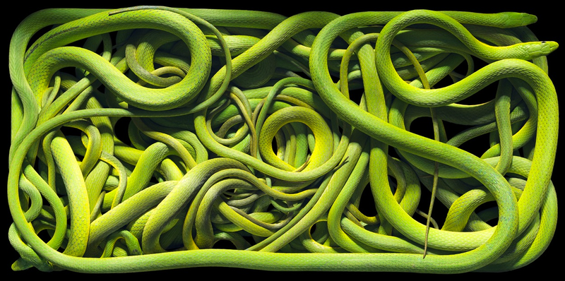 Illustration for article titled Tim Flach's intimate animal portraits reveal nature's human side